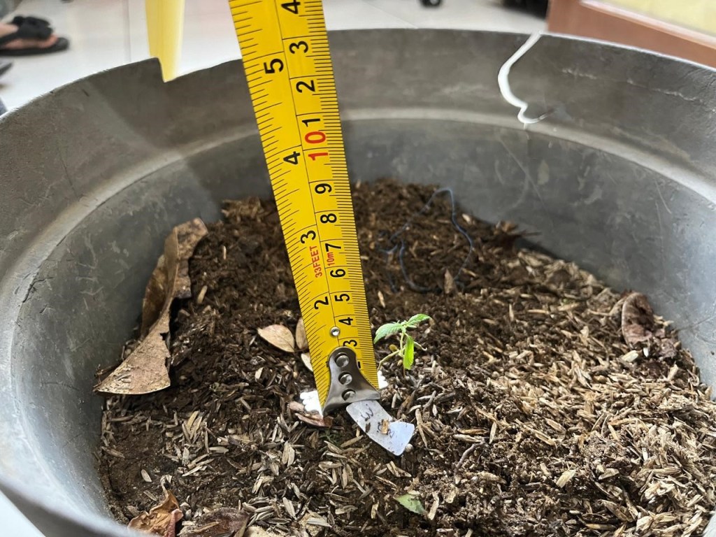 Kejar Cuan, Pria Gresik Tanam Ganja di Rumahnya